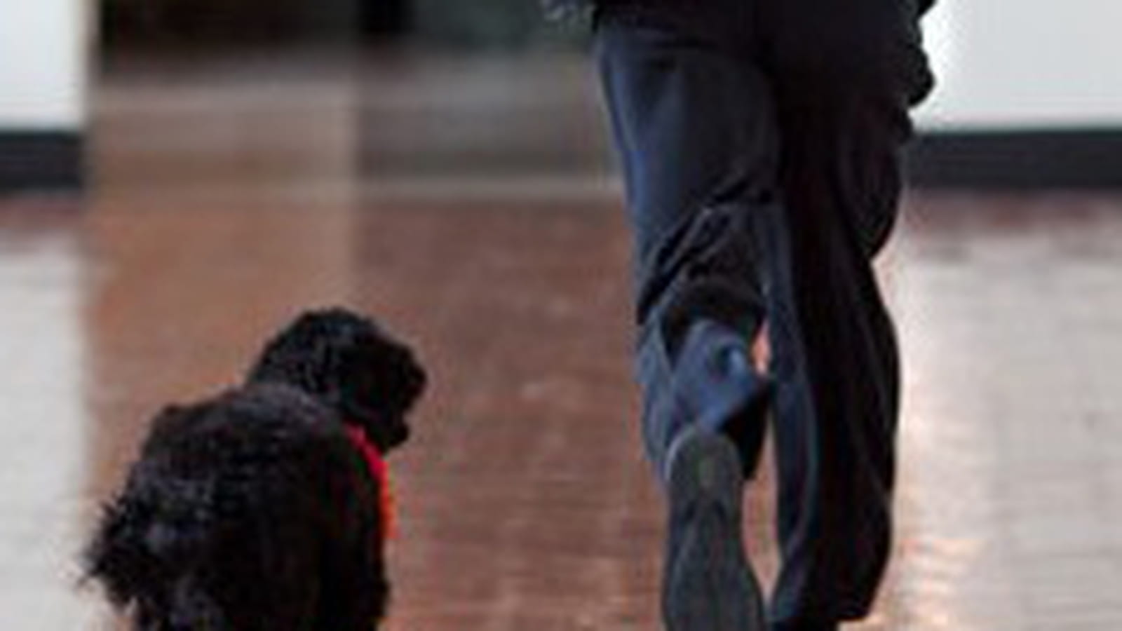 Barack Obama et Bo