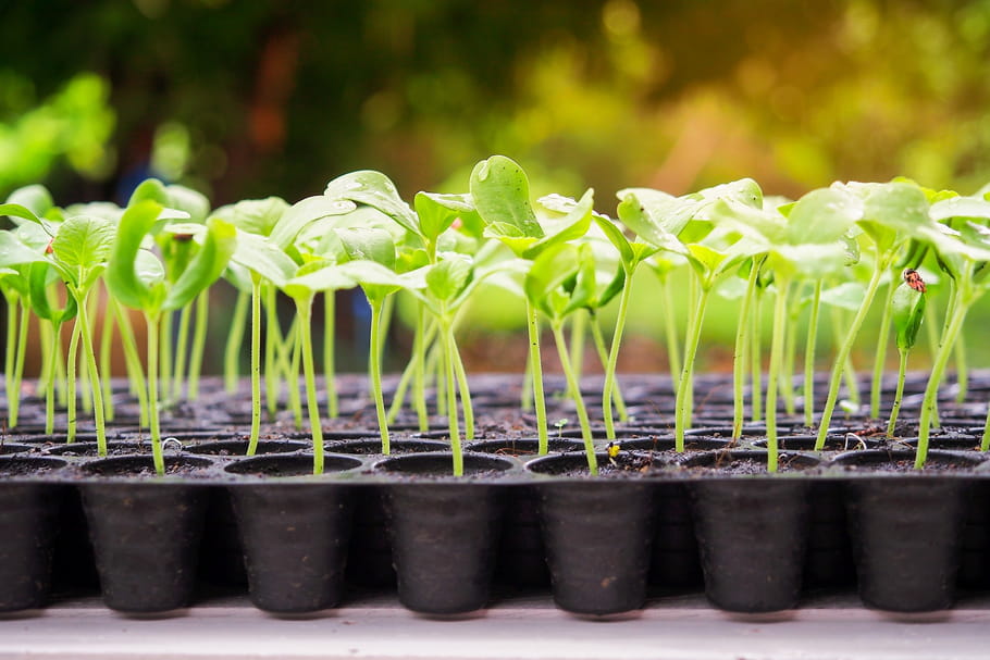 Semis : comment bien semer les graines des plantes ?