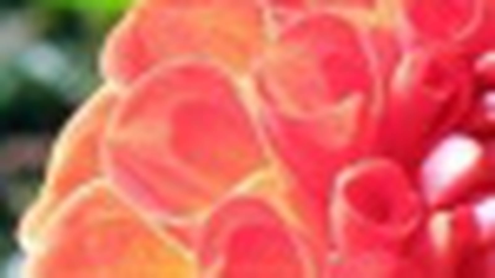 Dahlia pompon