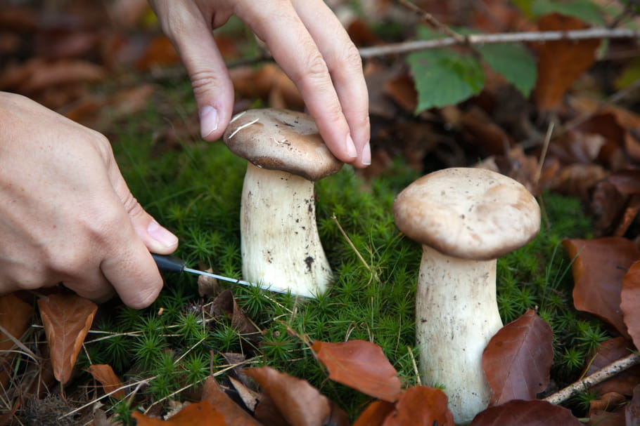 Cueillette des champignons : le pic d'intoxications c'est en octobre !