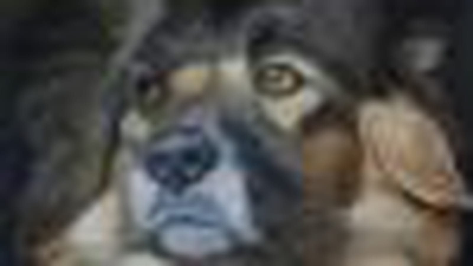 Chien