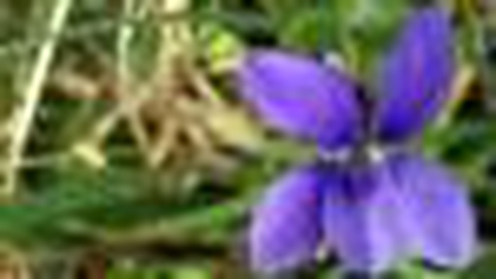 Violette
