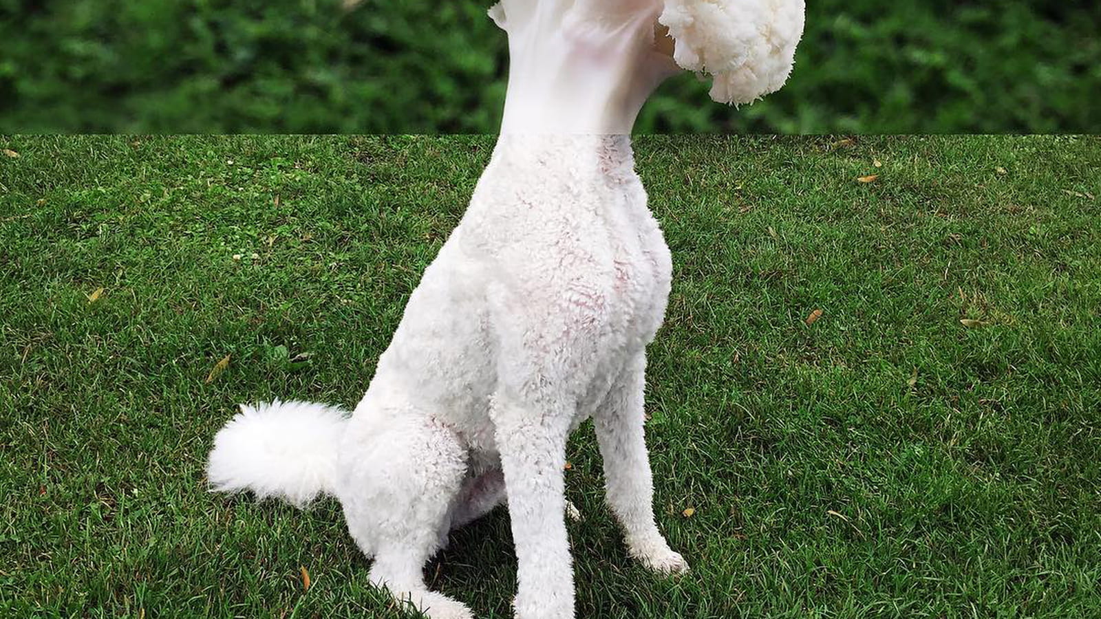 Un chou qui a du chien