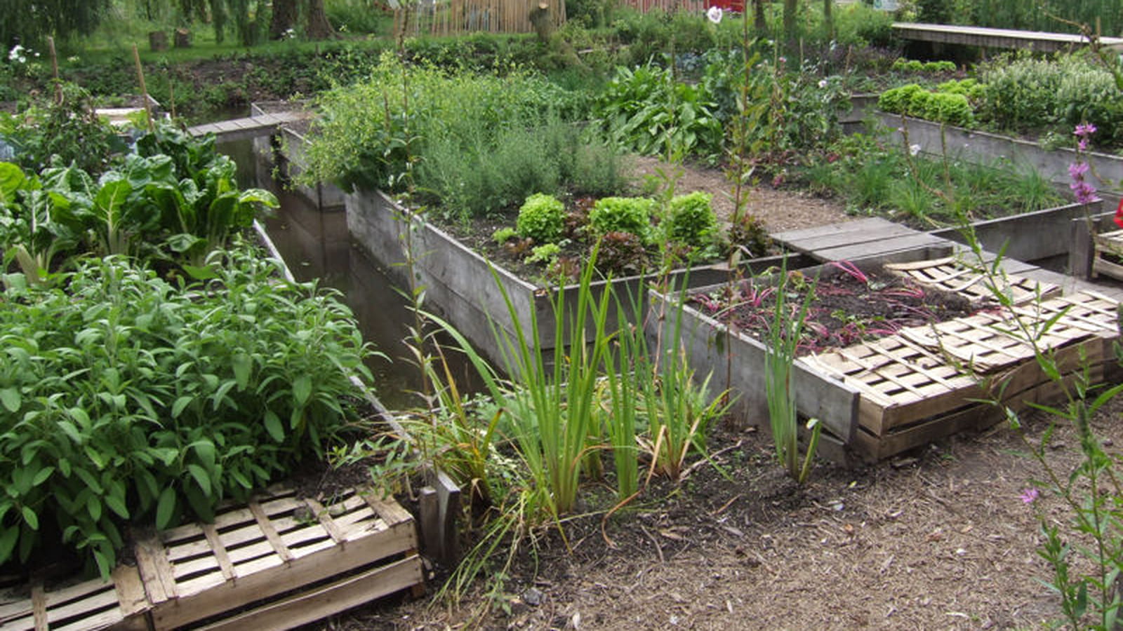 Potager de Florent Morisseau
