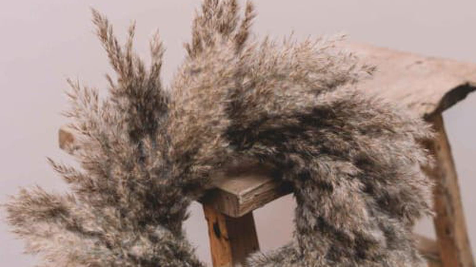 Herbes de la pampa