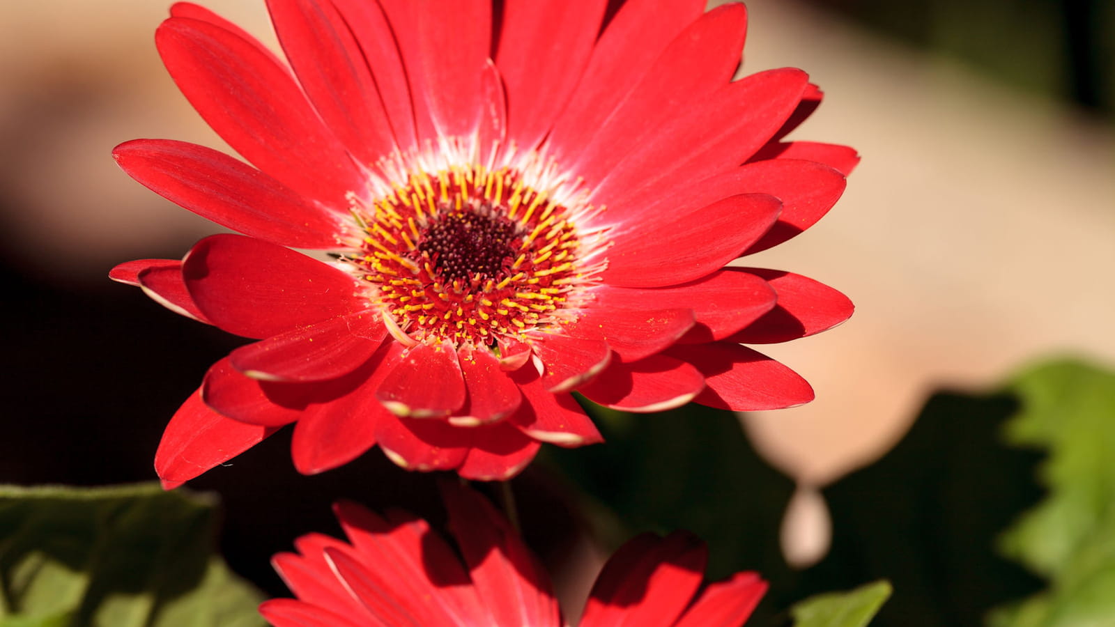 Gerbera