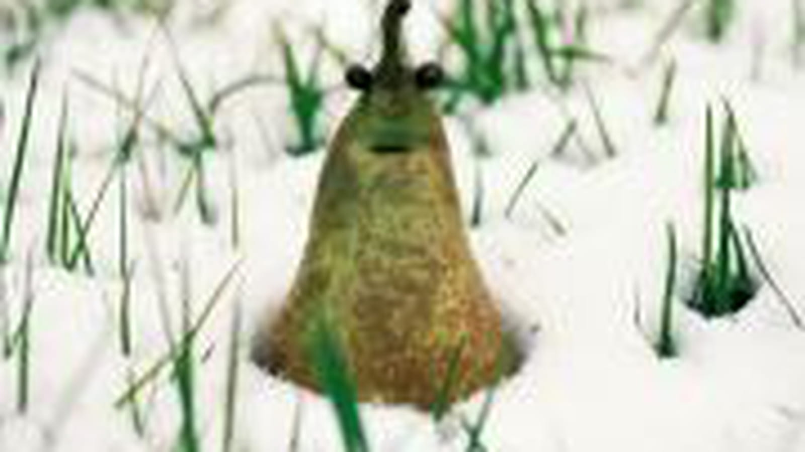 Poire