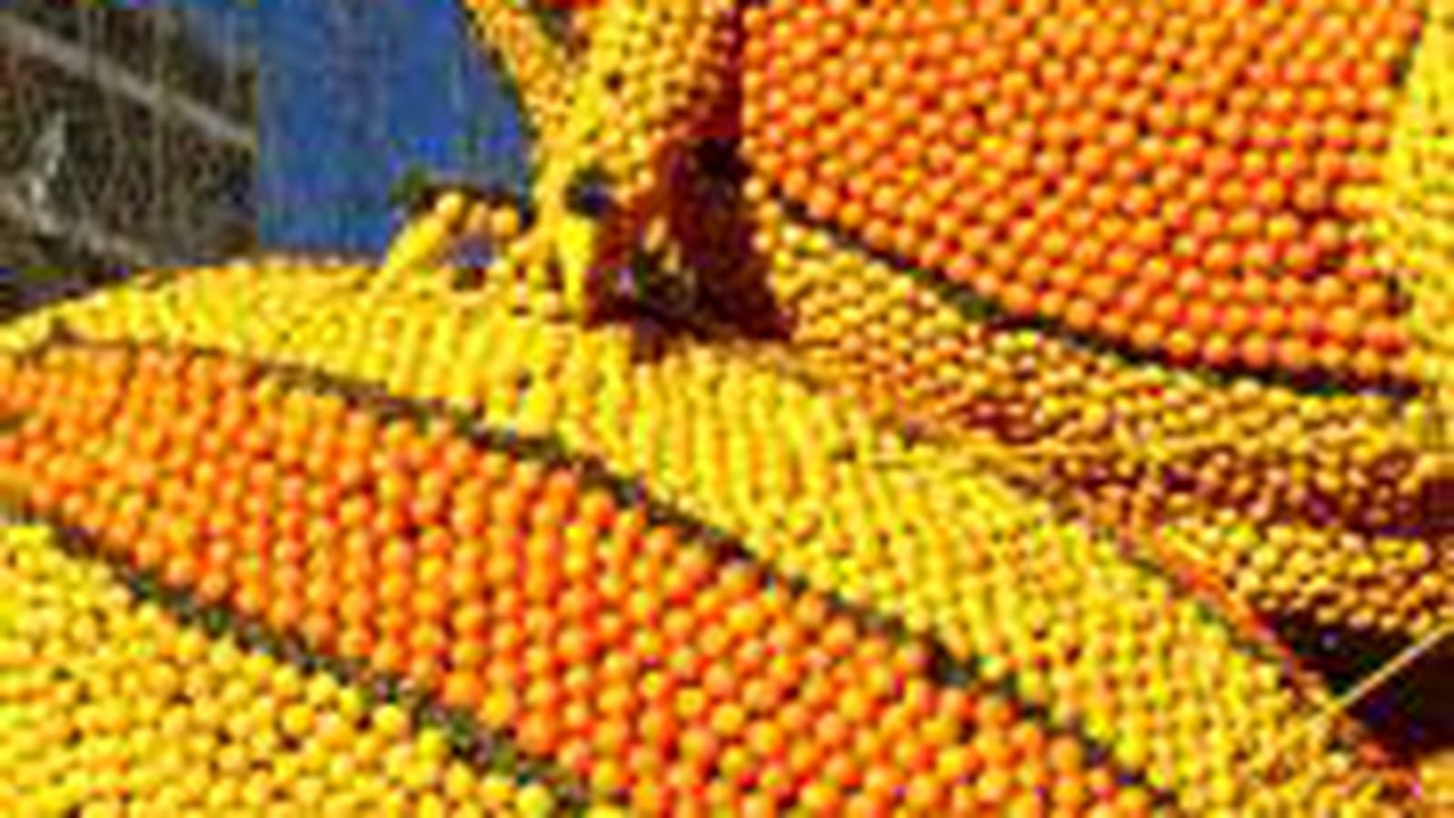 2010 : Les citrons s'enflamment