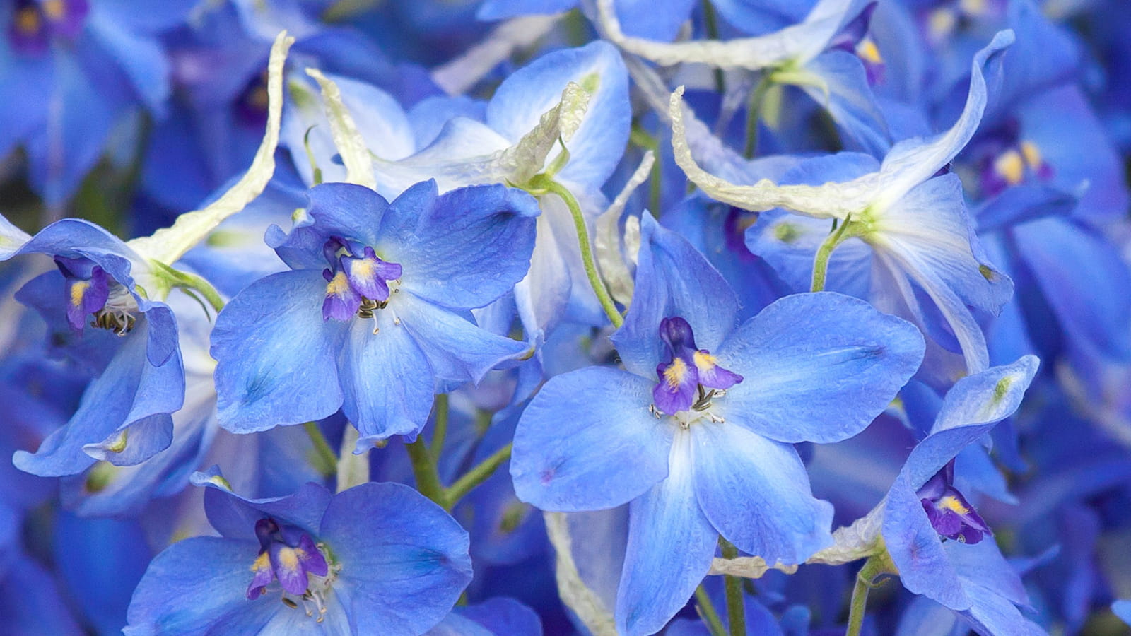 Campanules