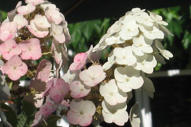 Un sublime hortensia à feuilles de chêne en été