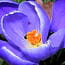 crocus chatillon coligny france 5374719501 928014