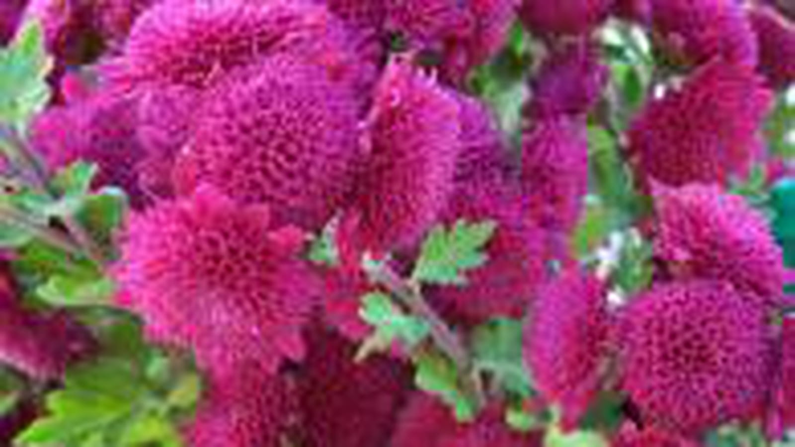 Chrysanthèmes flashy