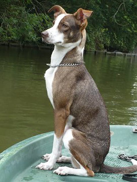 Dixie M'Toro la sauvage