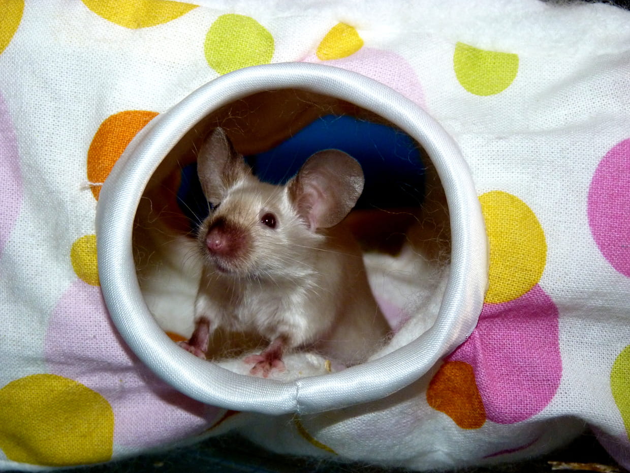 Trou de souris