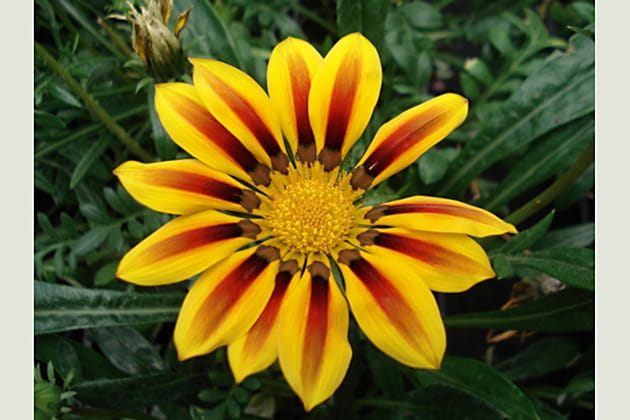 Gaznia jaune et rouge