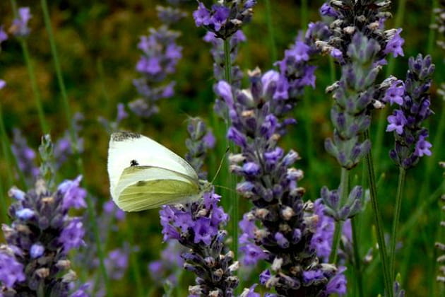 Un papillon sur la lavande
