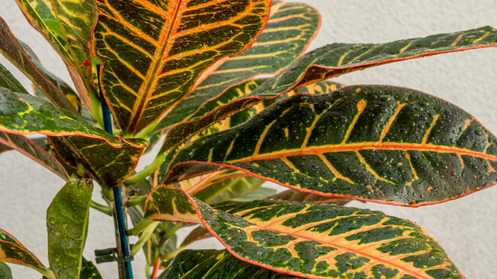 Croton petra