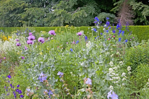 Faire le plein de vivaces