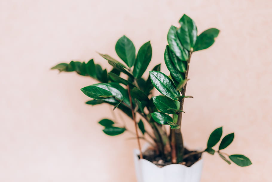 Zamioculcas