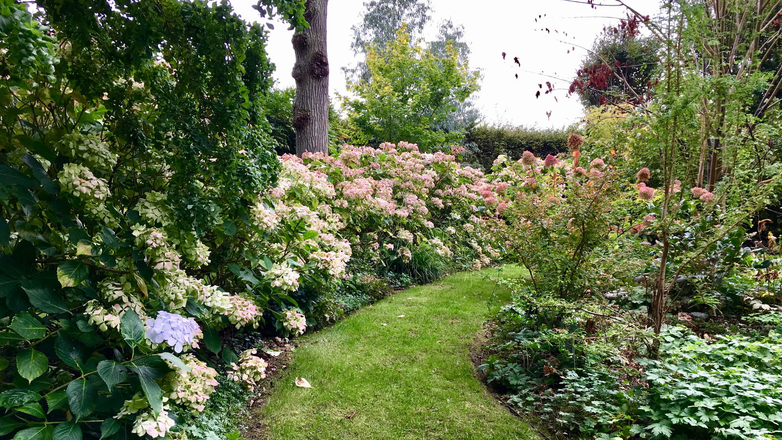 Hortensias