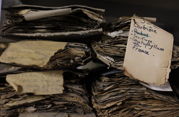 Des herbiers uniques