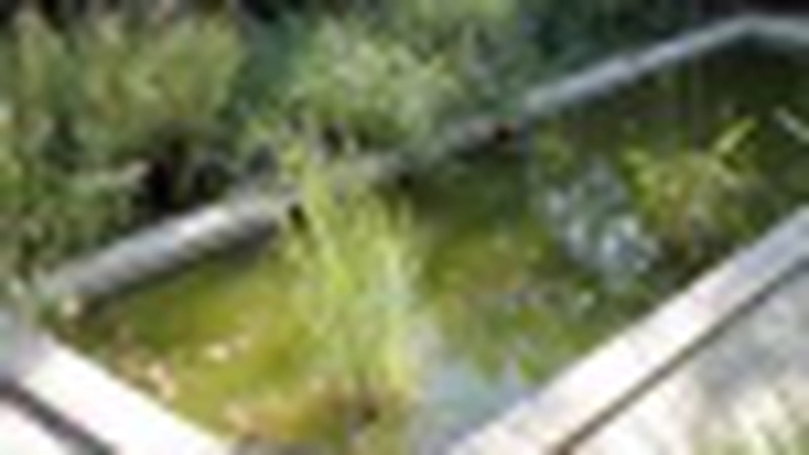 Bassin