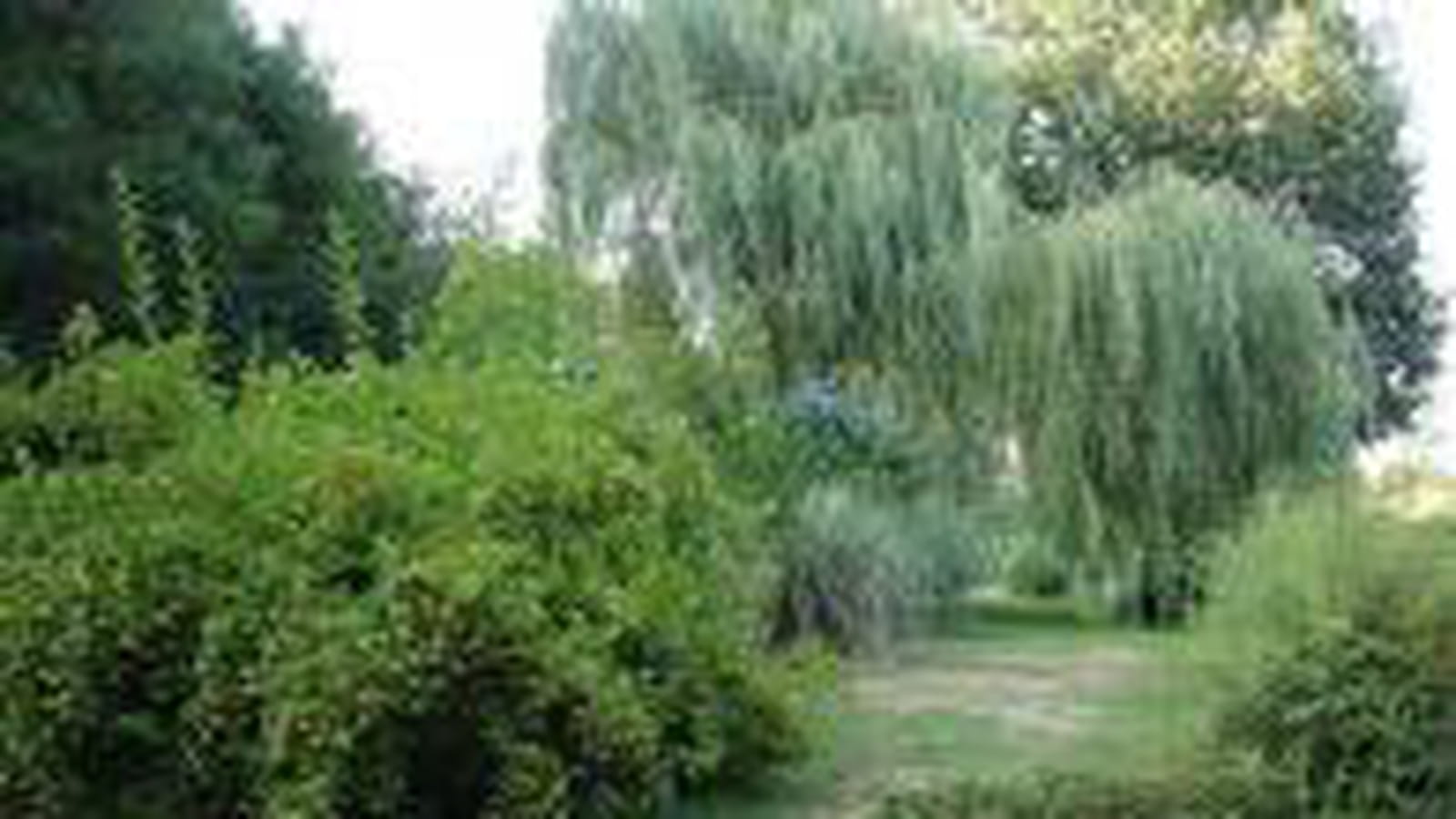 Un jardin d'arbres auvergnat