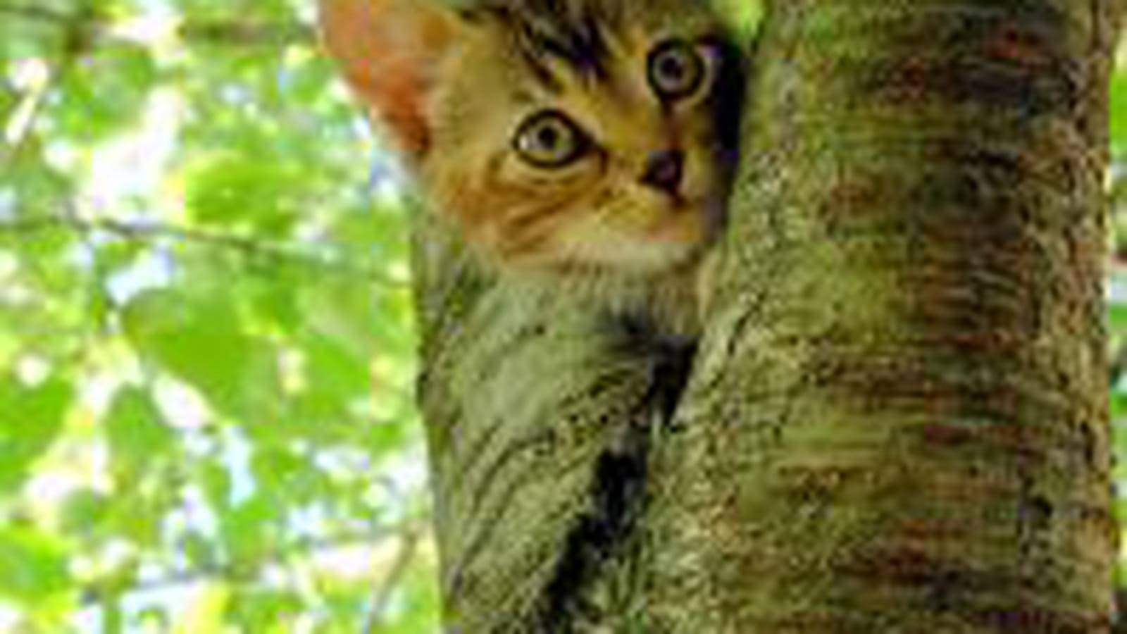 Arbres