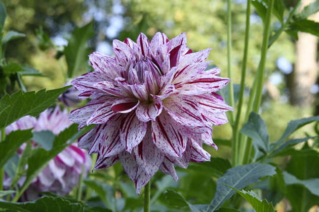 Le dahlia 'Prince Valiant'
