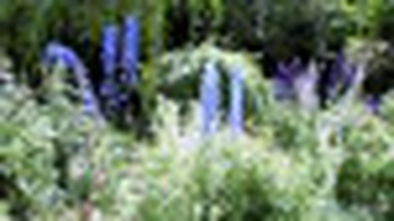 Jardin de montagne