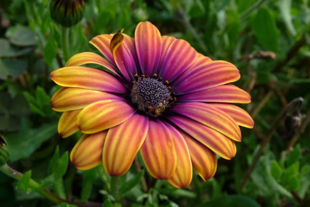 La tr&egrave;s color&eacute;e dimorphot&eacute;ca