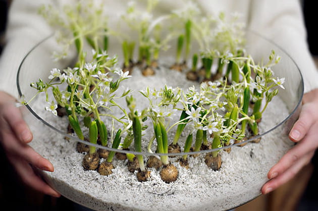 Des bulbes pour un printemps tr&egrave;s tendance