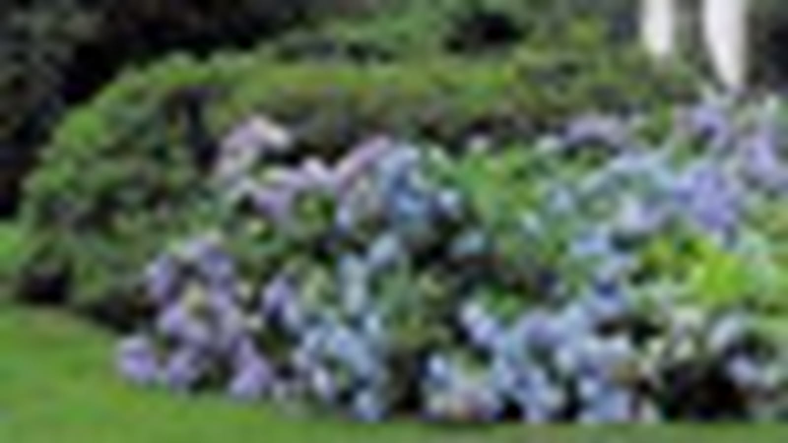 Hortensias
