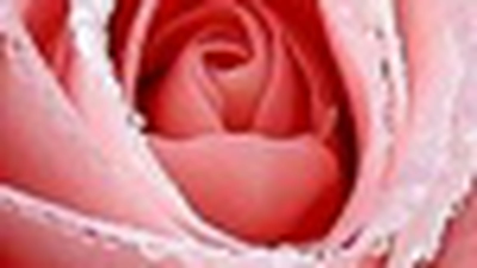 Rose rose