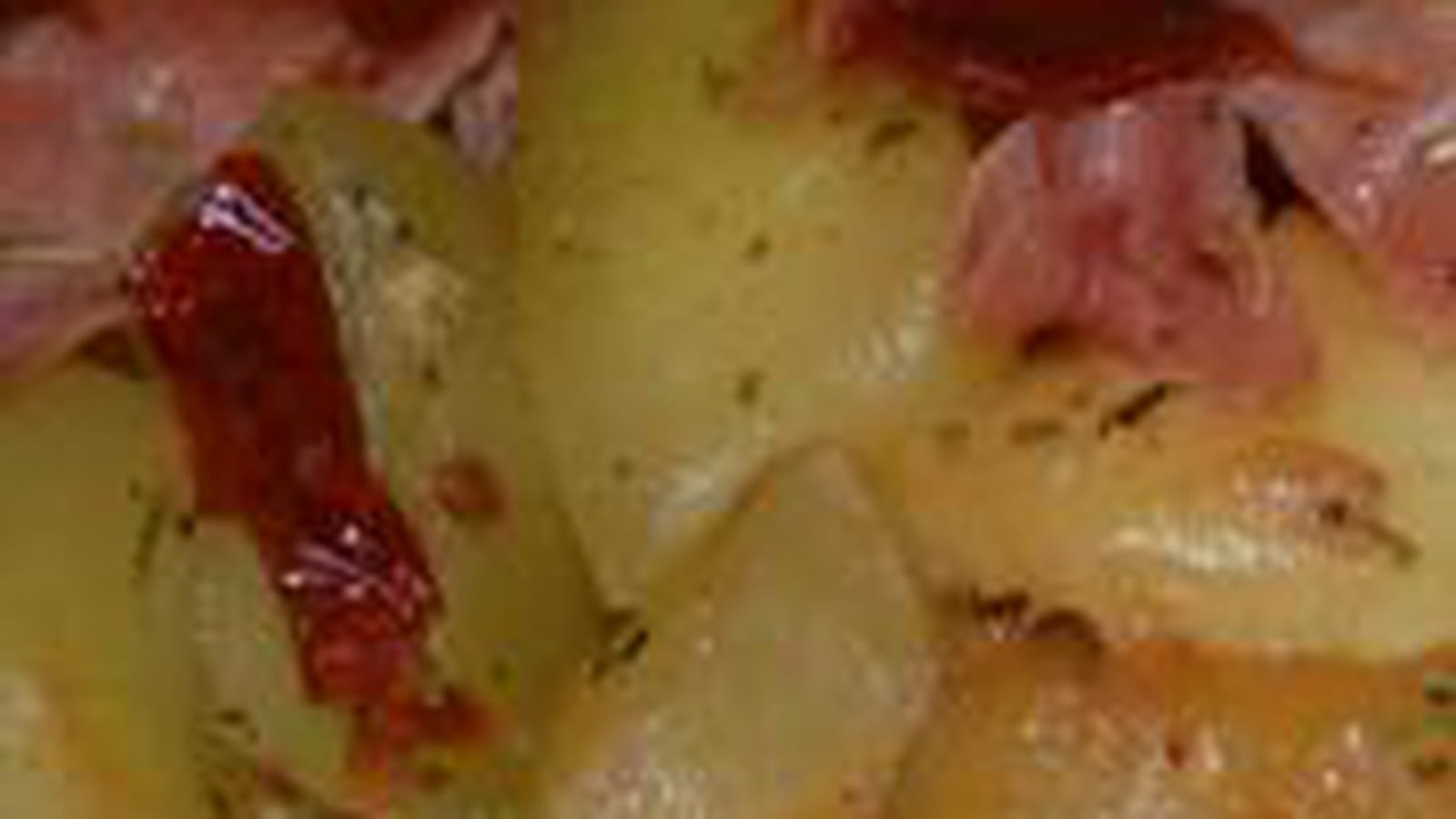 Wok aux courgettes