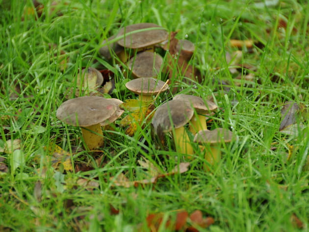 Des bolets poussent dans le jardin