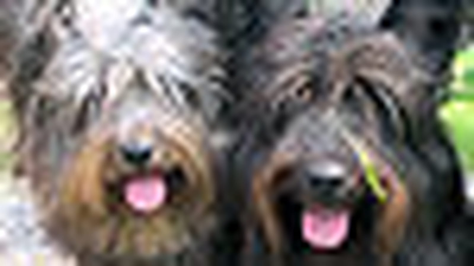 Skye terrier
