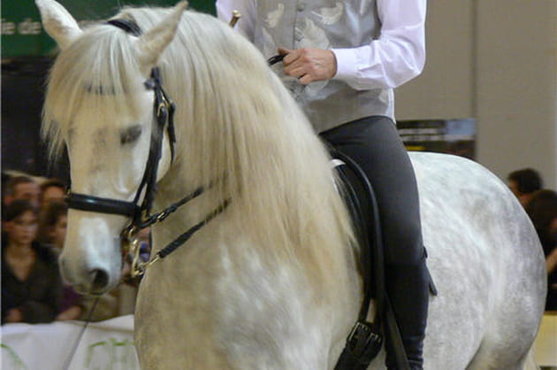 Ici, au Salon du Cheval