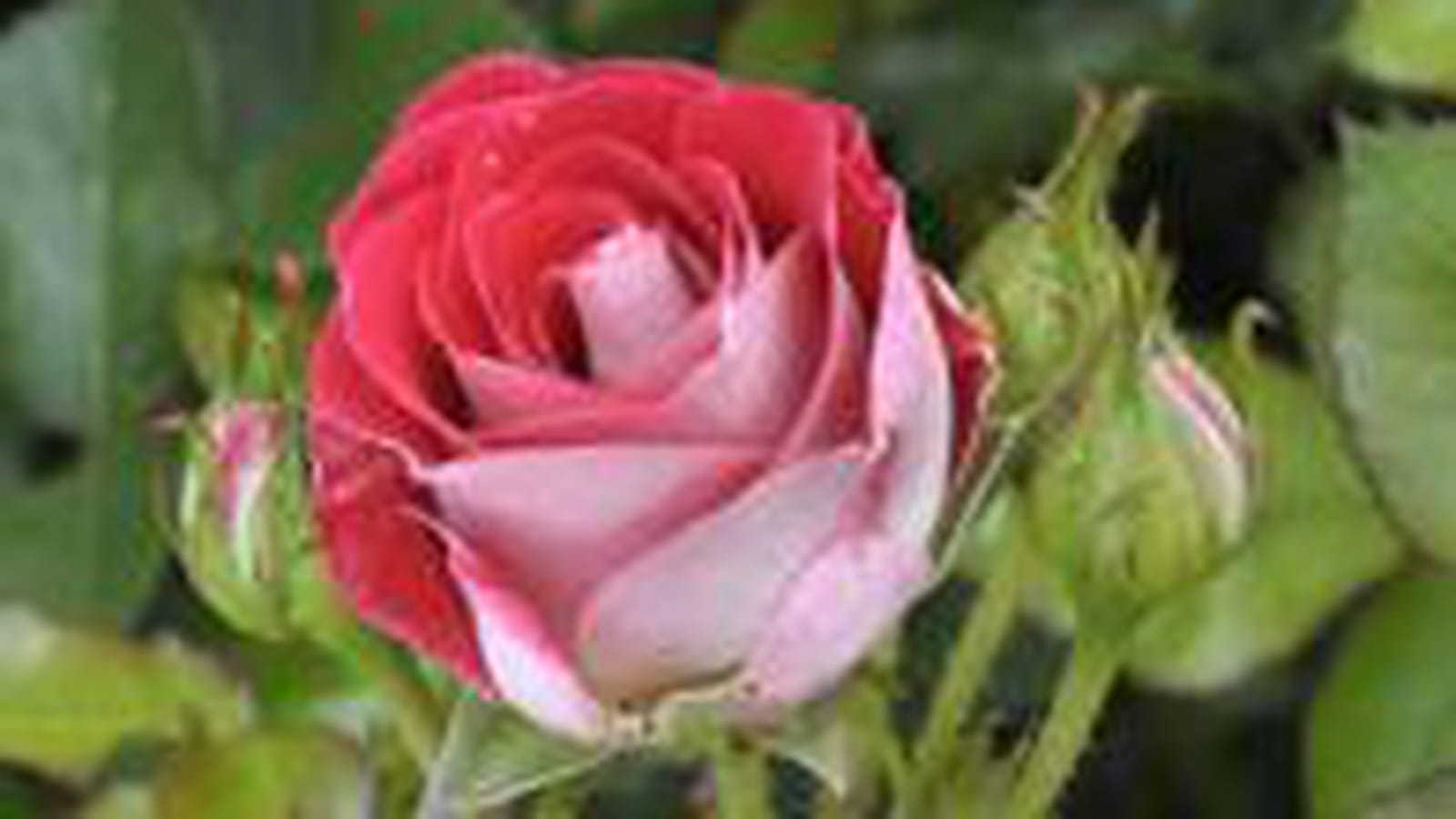 Rosier buisson fleurs groupées