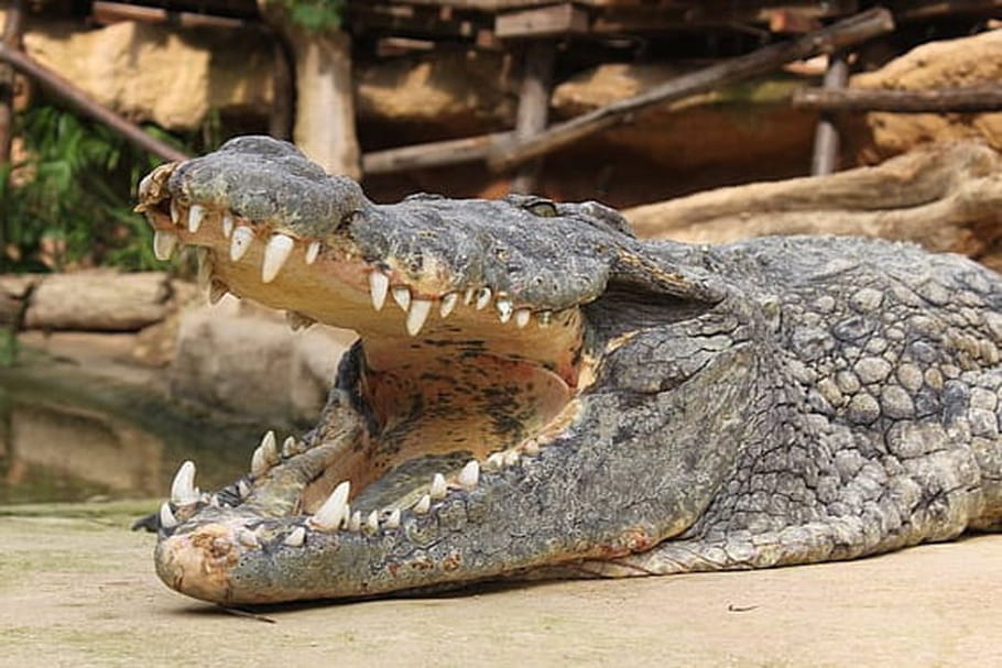Ferme aux crocodiles de Pierrelatte : bienvenue au pays des crocos !