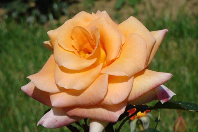 Elle pourrait être l'emblème de l'ONU