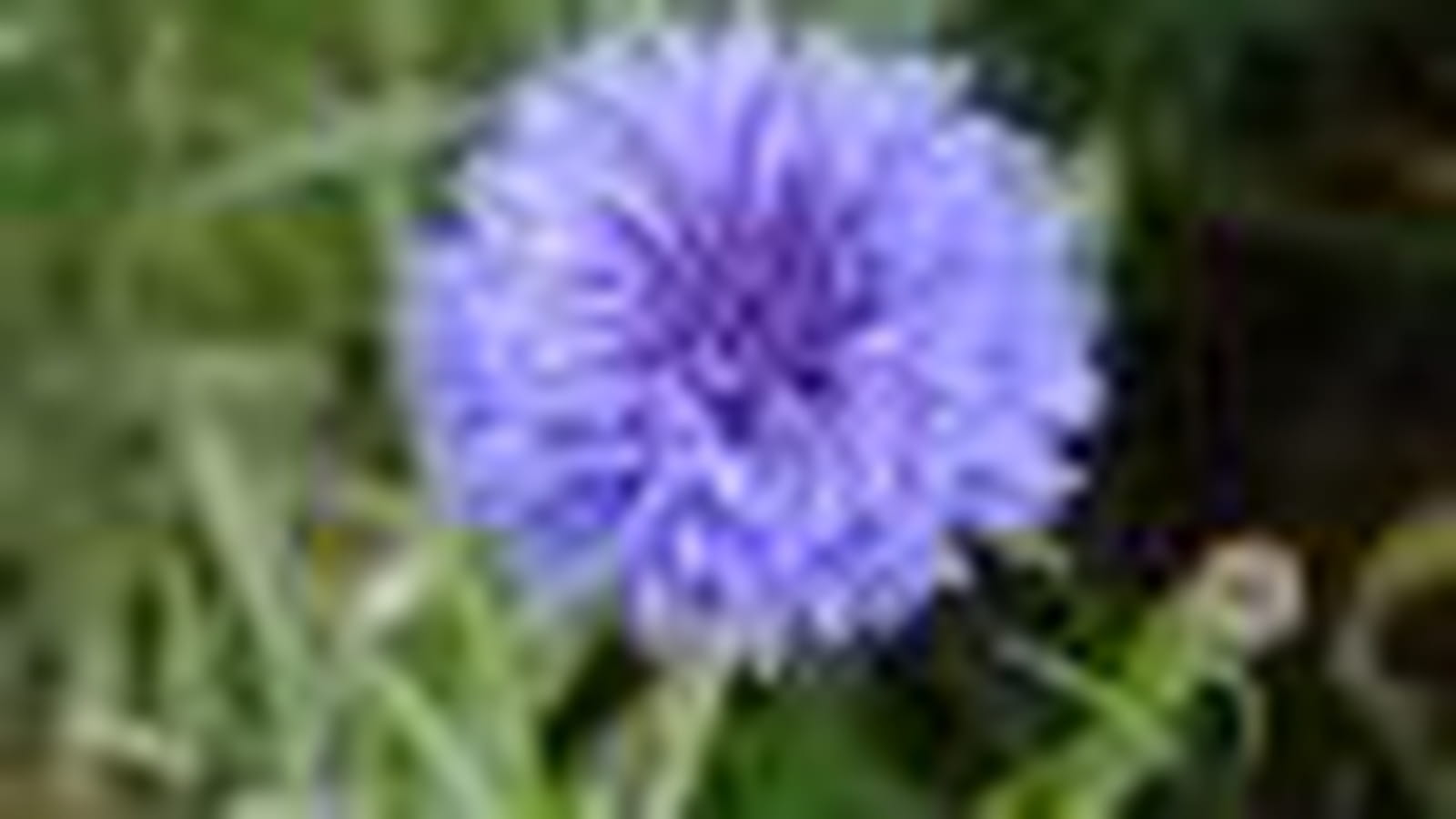 Centaurée barbeau bleue