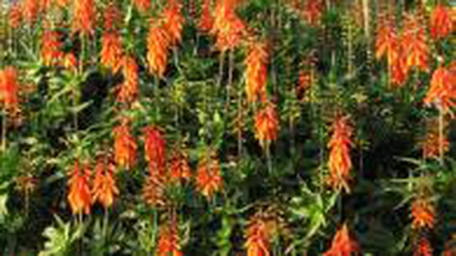 Aloès arborescens