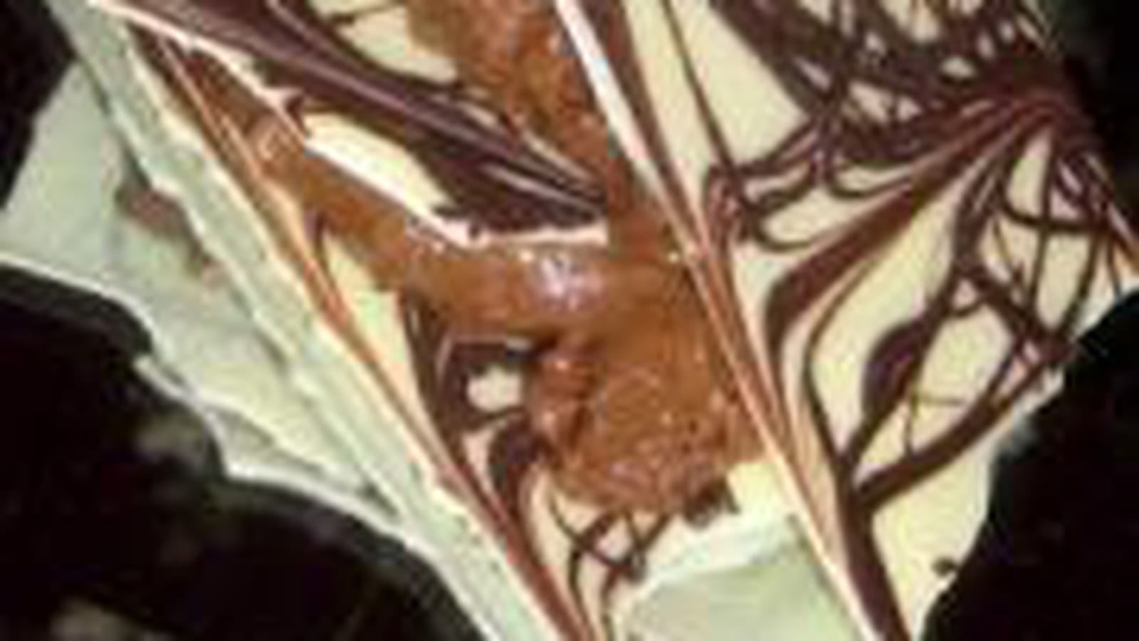 Le millefeuille au chocolat  