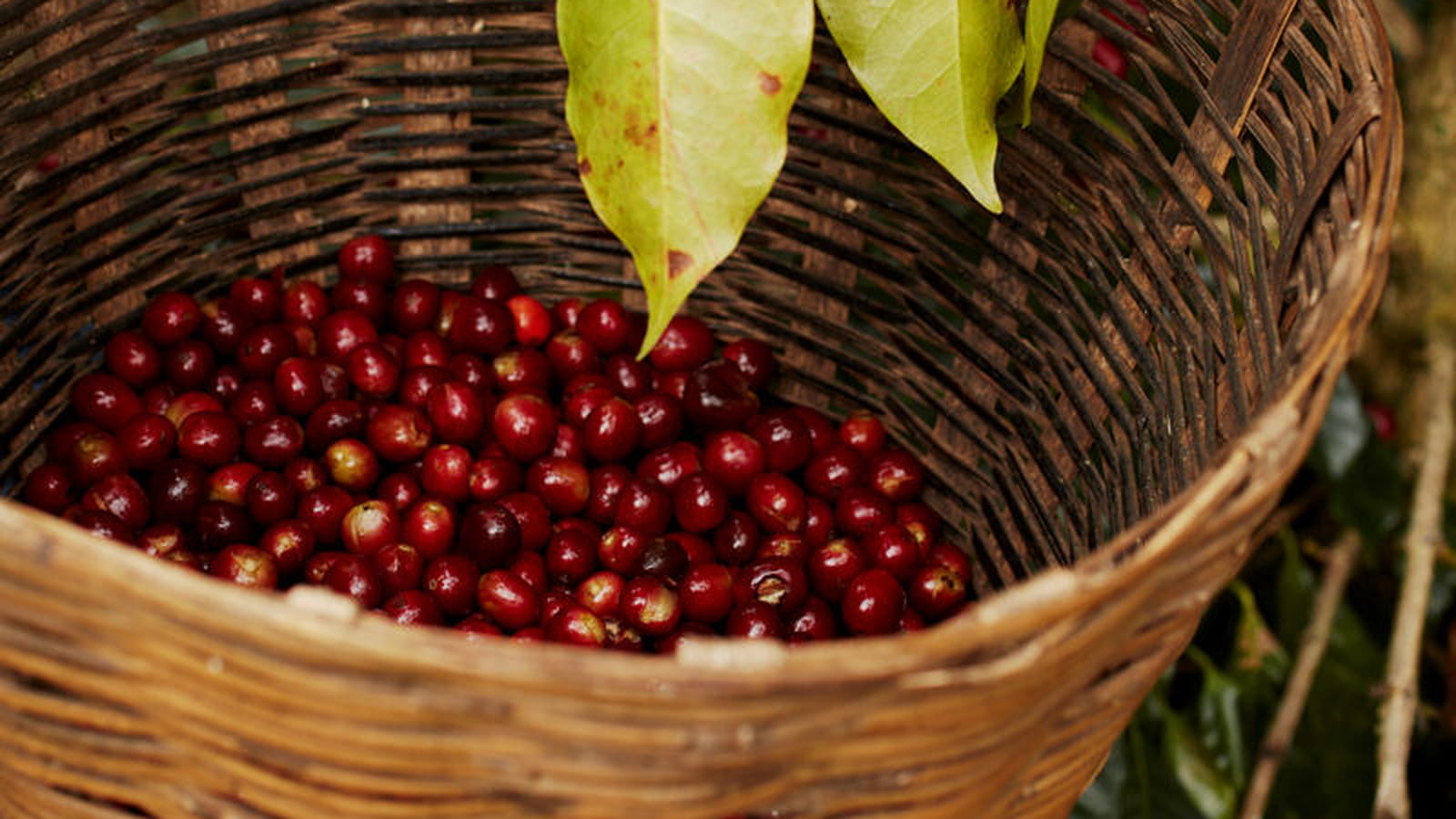 Récolte des cerises de café 