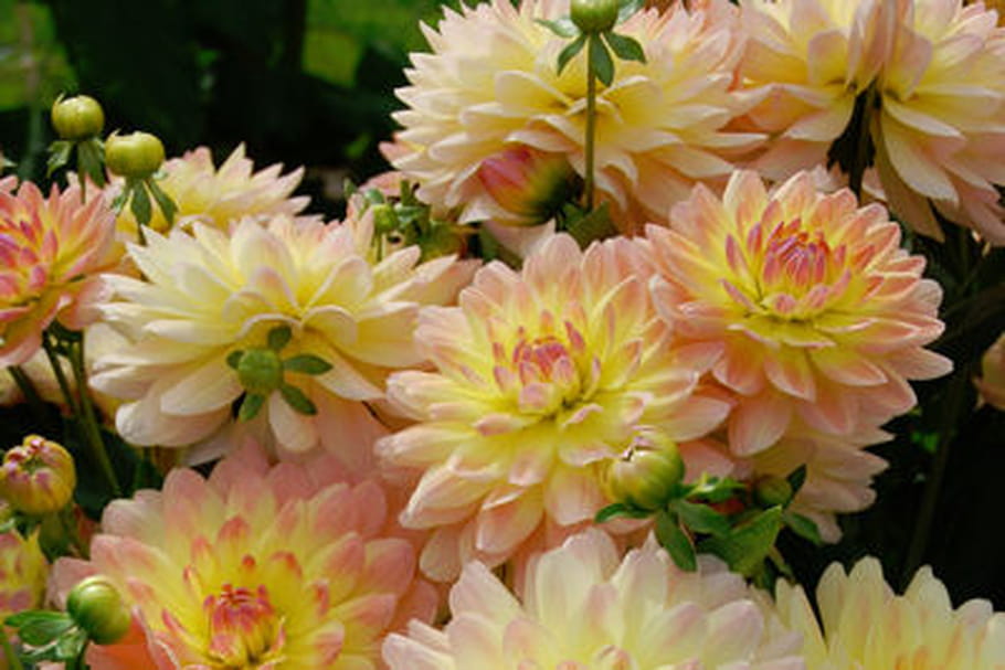 Les dahlias Label rouge au Jardin des plantes