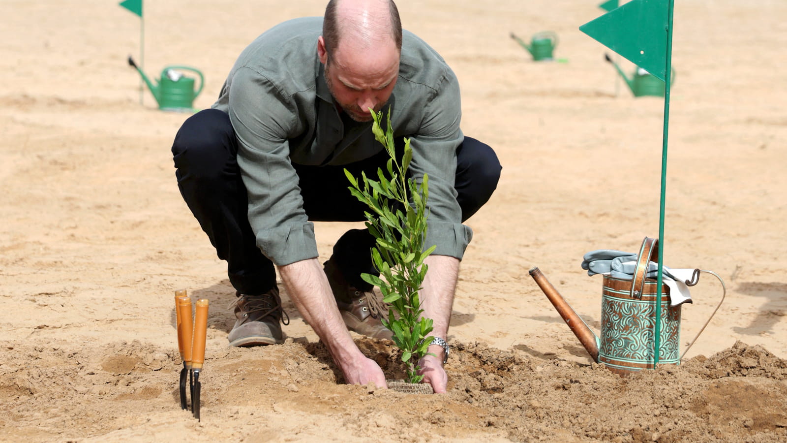Arbre planté
