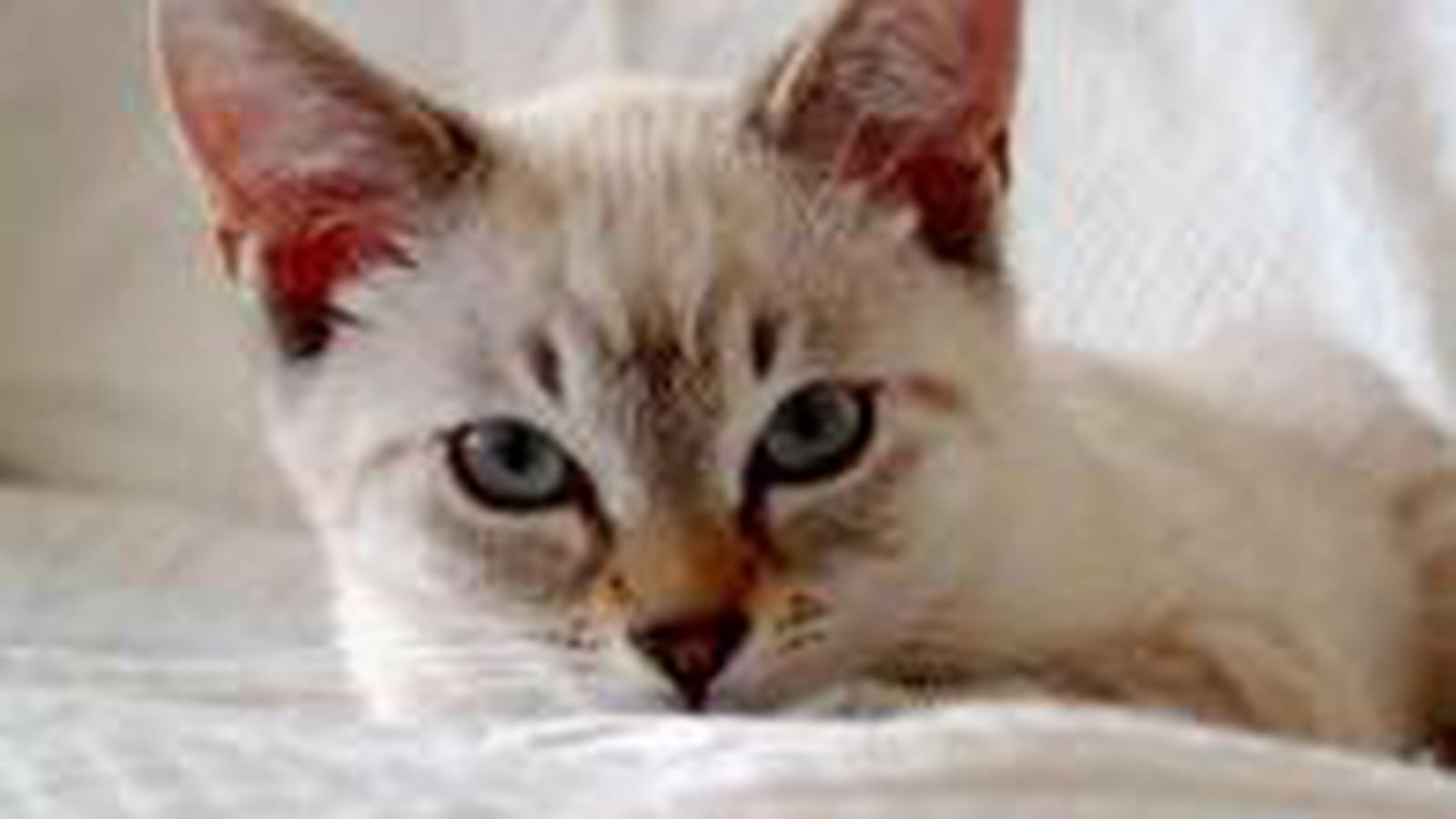 Regard