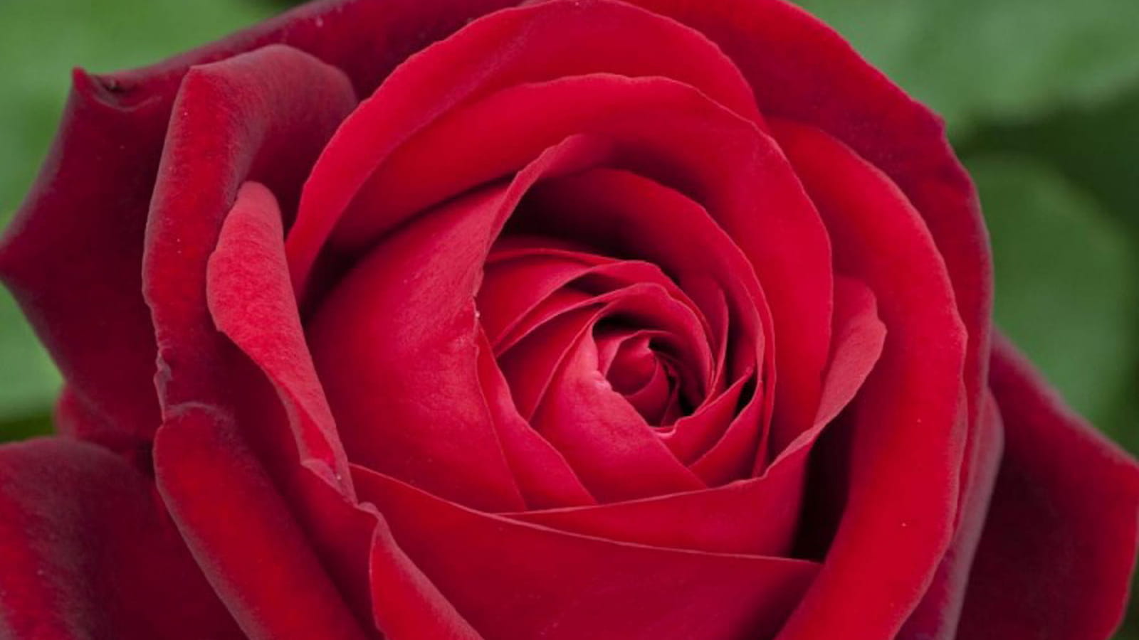 Rose Edith Piaf