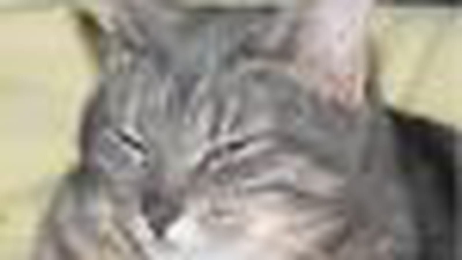 Chat-Chat